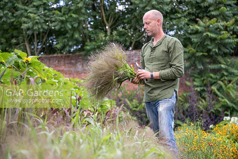 Patrick Cadman counting his bundle of freshly cut Panicum elegans 'Frosted Explosion'
