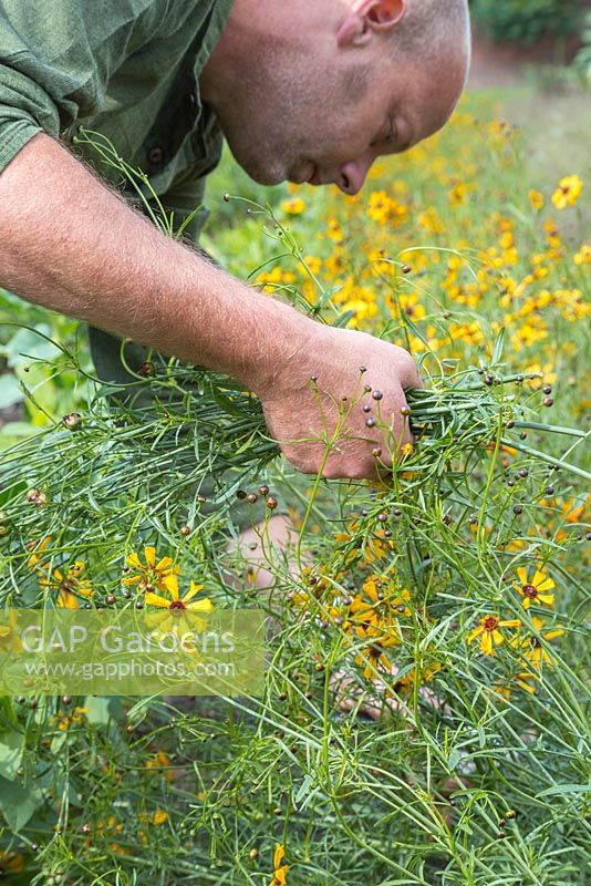 Patrick Cadman cutting a bunch of Coreopsis tinctoria 'Quills and Thrills'