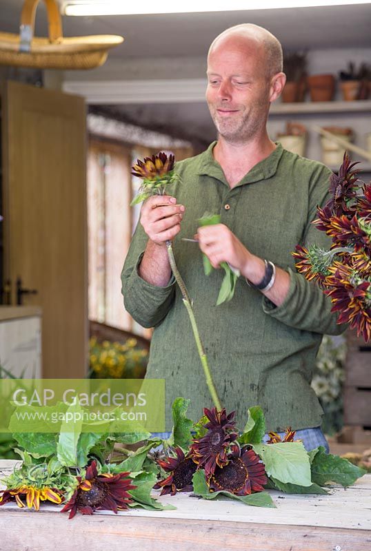 Creating flower bunches for a farmers market. Removing all the lower foliage from Helianthus annuus 'Prado Red'