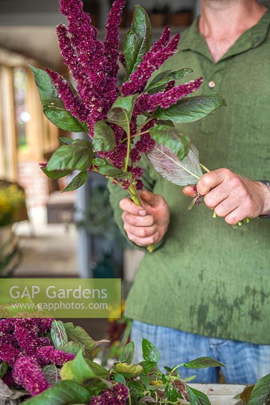Creating flower bunches for a farmers market. Removing all the lower foliage from Amaranthus flowers