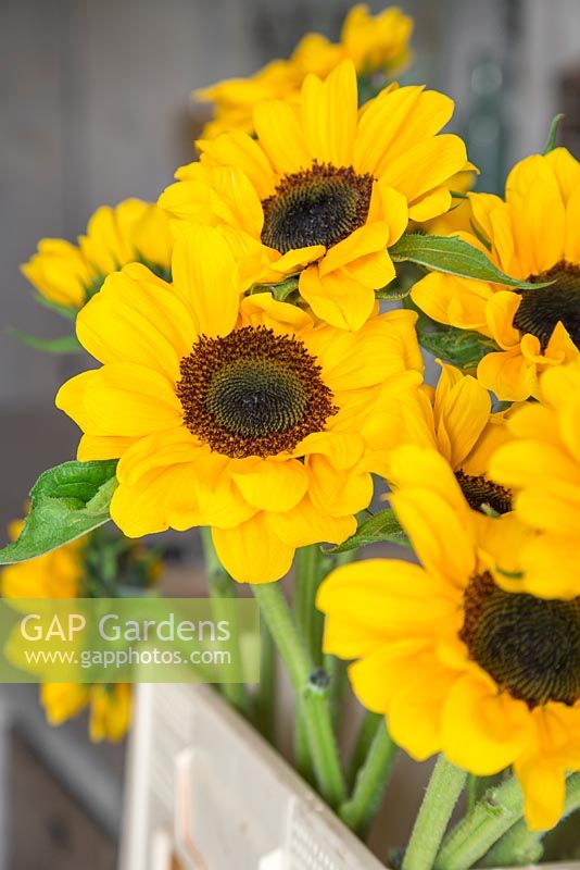Creating flower bunches for a farmers market. Helianthus annuus 'Vincent's Choice' with all lower foliage removed