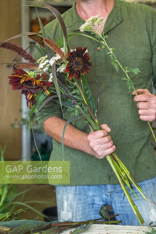 Creating flower bunches for a farmers market. Creating individual bundles of flowers with Helianthus annuus 'Prado Red', Setaria italica 'Red Jewel' and Achillea