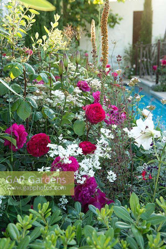 Garden of Paradise. Turkish Tourism Board. RHS Hampton Court Palace Flower Show 2015. A garden featuring traditional Islamic elements. Mixed border with scented roses, lilies and herbs. Rosa 'Darcey Bussell'.