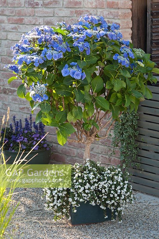 Hydrangea 'Blaumeise' underplanted with  Sutera syn. Bacopa 'White Wedding' 