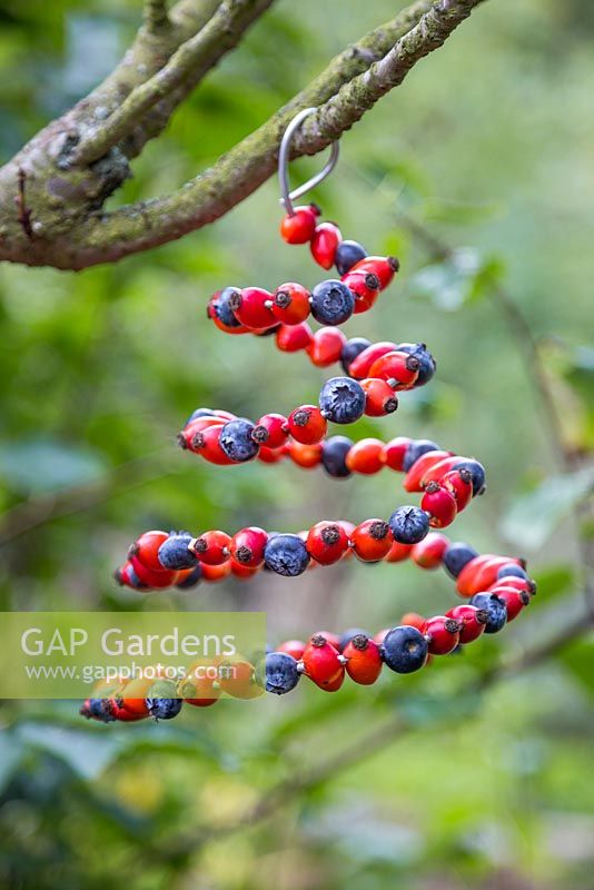 A natural spiral Bird Feeder made with Blueberries and Rose hips