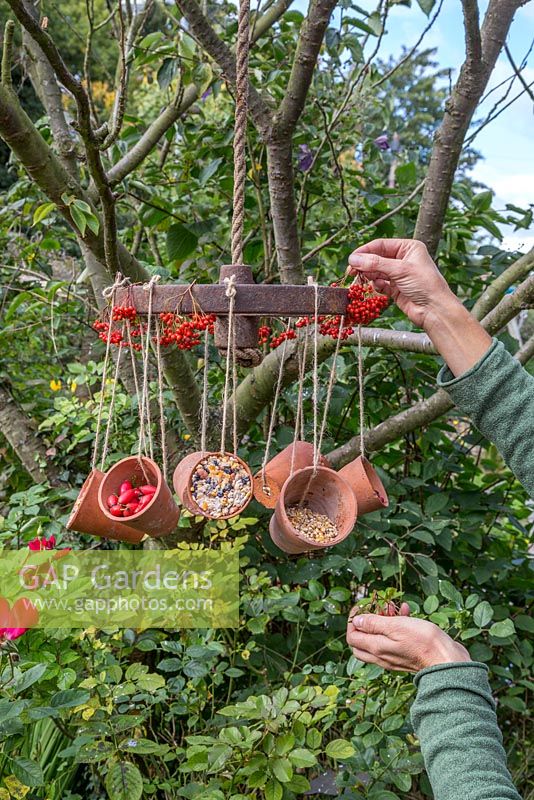 Adding bunches of Pyracantha berries to the rim of the wheel for decoration as well as an additional food source