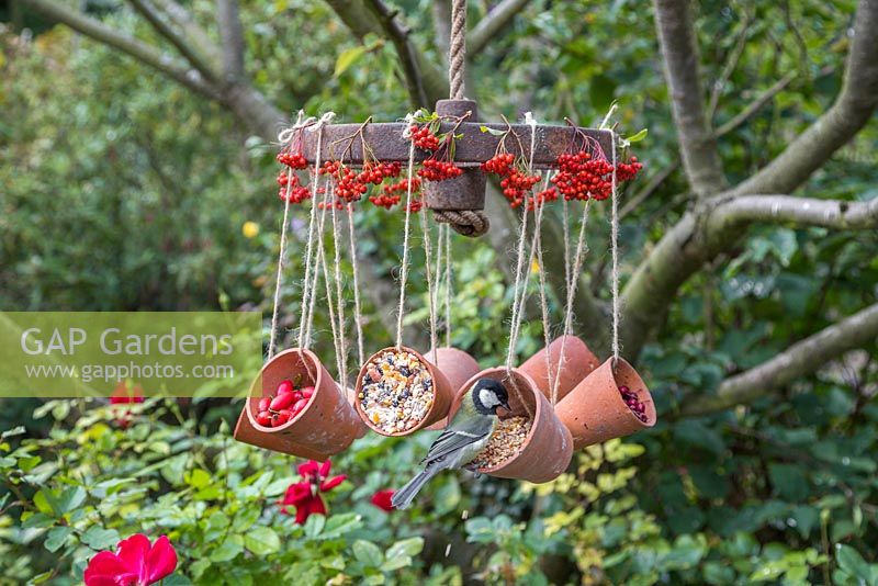 Parus Major - Great tit feeding.  A weathered metal wheel bird feeder featuring hanging terracotta pots offering a variety of berries and seeds for the birds, decorated with Pyracantha berries