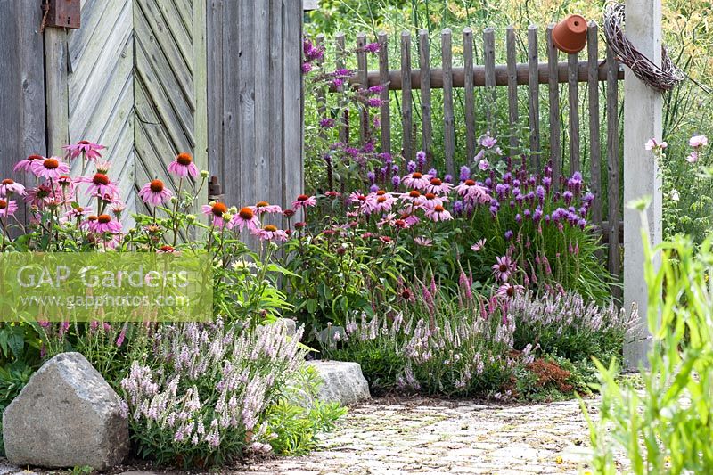 Summer borders with Echinacea purpurea Veronica spicata 'Heidekind' 'Inspire Pink' and Liatris spicata 