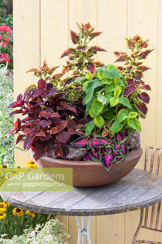 Bowl container with different Solenostemon syn. Coleus blumei - solenostemon on patio table