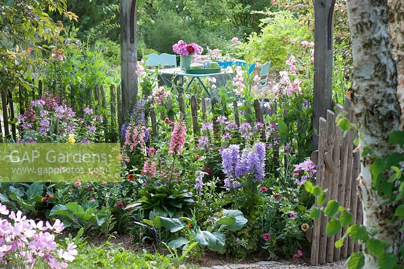 Cottage garden with Campanula - Bellflower, Digitalis mertonensis - foxglove, Cleome spinosa, Zinnia and Brassica - cabbages, Lathyrus odoratus - sweet peas at the fence 