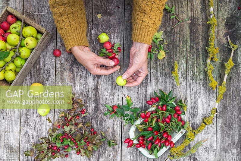 Threading wild Crab Apples, Hawthorn berries and Rose hips onto the wire