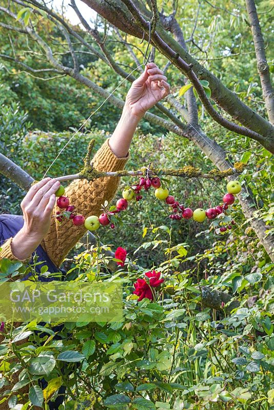 Woman hanging the Foraged Bird Feeder in position. Made with wild Crab Apples, Hawthorn berries and Rose hips