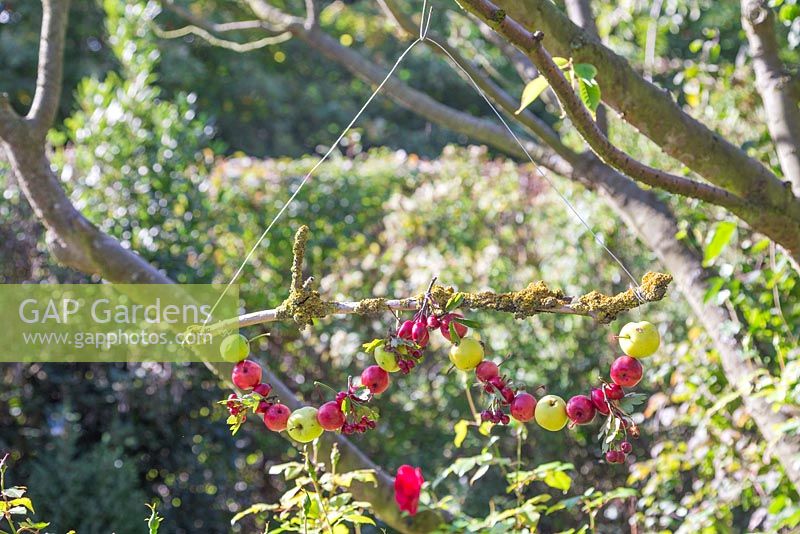 A Foraged Bird Feeder made with wild Crab Apples, Hawthorn berries and Rose hips