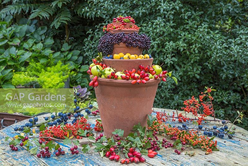 A Berry Bird Buffet. Constructed by stacking Terracotta pots and using wild Crab Apples, Rose hips, Prunus spinosa, Elderberries, Hawthorn berries and Pyracantha