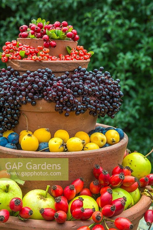 A Berry Bird Buffet. Constructed by stacking Terracotta pots and using wild Crab Apples, Rose hips, Prunus spinosa, Elderberries, Hawthorn berries and Pyracantha