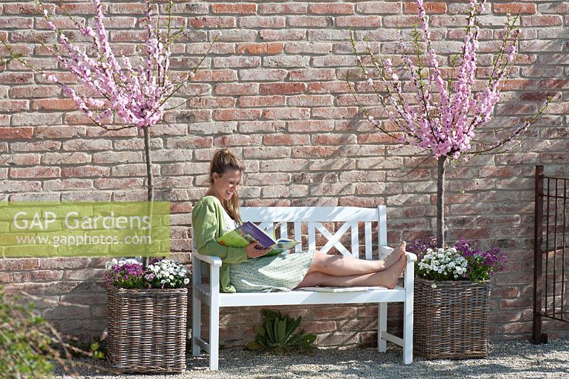 Woman relaxing on Wooden bench flanked by Prunus triloba underplanted wth Iberis and Arabis 

