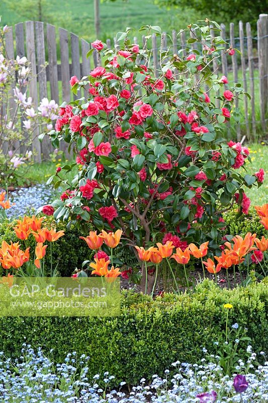Camellia japonica 'Flame' with Tulipa 'Ballerina' in formal circular bed with enclosure of Buxus