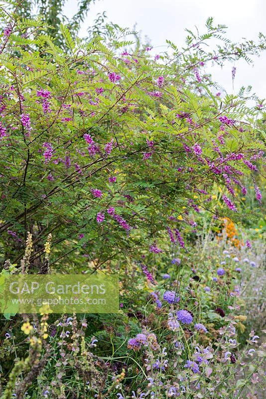Indigofera pendula x indigofera potaninii - RHS Garden, Wisley, Surrey
