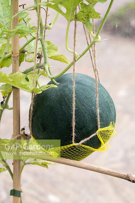 Watermelon 'Blacktail Mount' hanging with net for support - RHS Garden, Wisley, Surrey