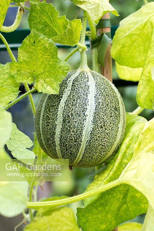 Melon 'Ogen' - RHS Garden, Wisley, Surrey