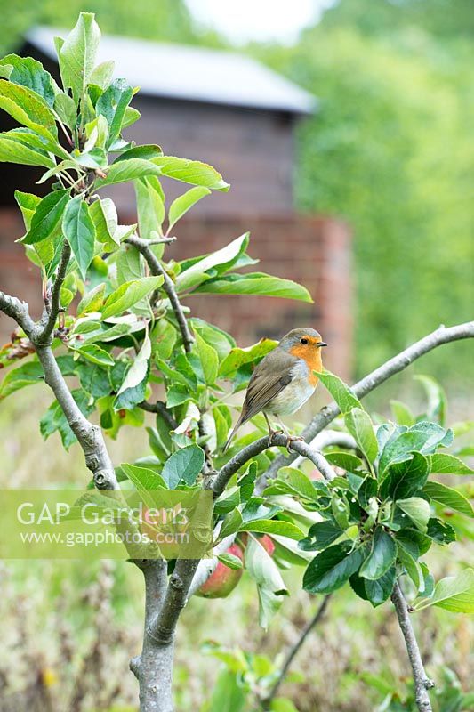 Erithacus rubecula - Robin on a small apple tree - August - Oxfordshire