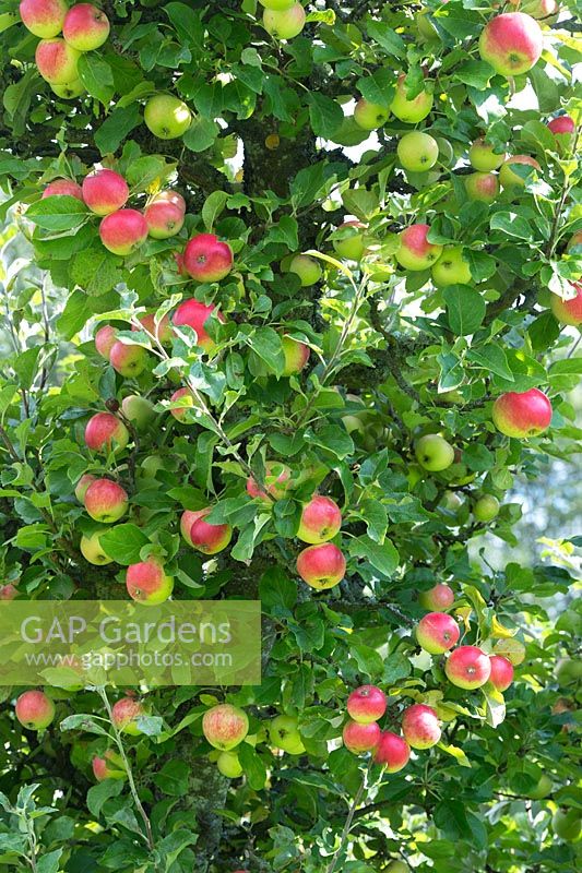Malus Domestica - Apple 'Starks Earliest' - August - Oxfordshire