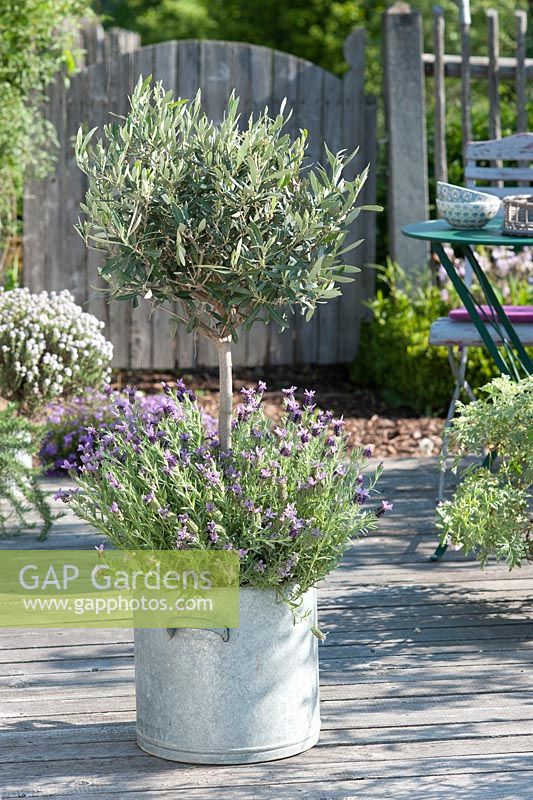 Large metal container - Olea europaea - olive tree under planted with Lavandula stoechas - French lavender 