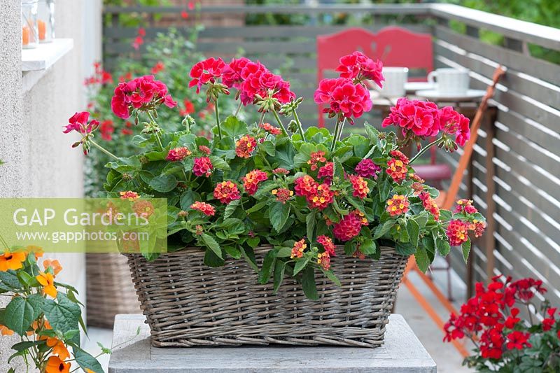 Basket planted with Pelargonium zonale 'Caliente Rose' and Lantana Bandana 'Cherry Improved' 