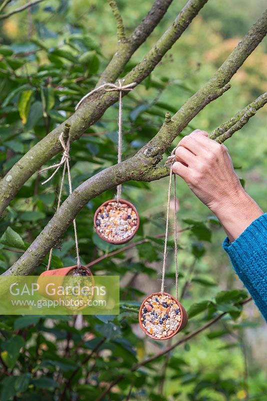 Hanging terracotta pots filled with a mixture of Lard or Fat, Raisins, Bird seed, Cheese and Peanuts onto a tree branch