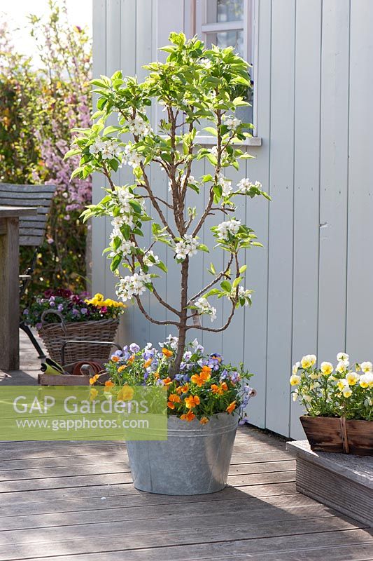 Pyrus communis 'Garden Pearl' - dwarf pear tree under planted with Viola cornuta - horned violets in large metal container on terrace 