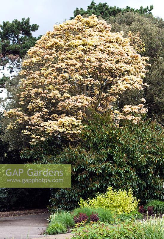 Acer pseudoplatanus 'Brilliantissimum' - sycamore - Late April - Kew Gardens, London, UK