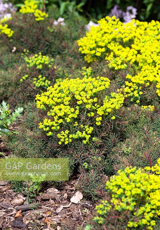 Euphorbia cyparissias 'Fens Ruby' - Late April - Kew Gardens, London, UK