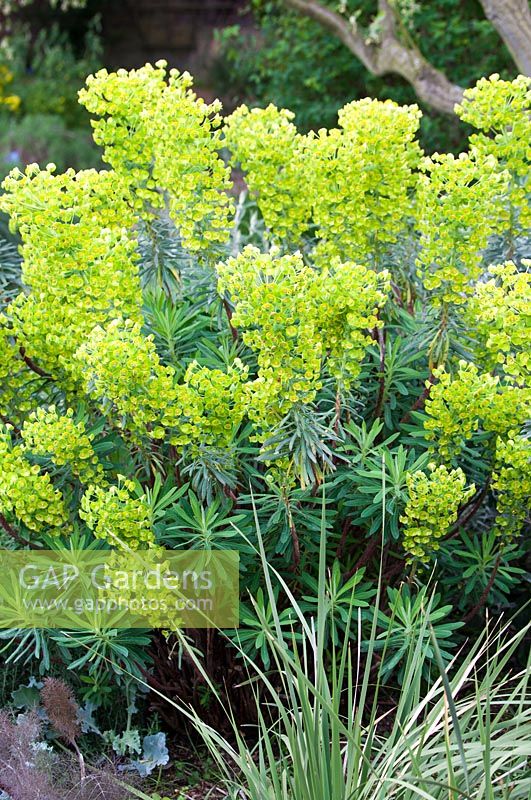 Euphorbia characias ssp. wulfenii - Late April - Kew Gardens, London, UK