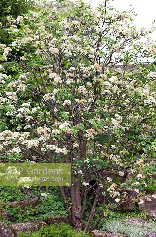 Sorbus aucuparia - Late April - Kew Gardens, London, UK