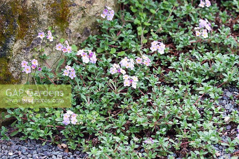 Androsace lanuginosa - Late April - Kew Gardens, London, UK