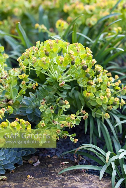Euphorbia myrsinites - Late April - Kew Gardens, London, UK