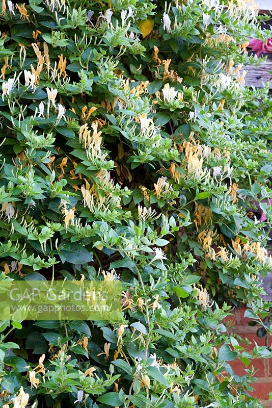Lonicera japonica 'Halliana' growing on barn. Bradness Gallery, East Sussex. Owners: Artists Michael Cruickshank and Emma Burnett