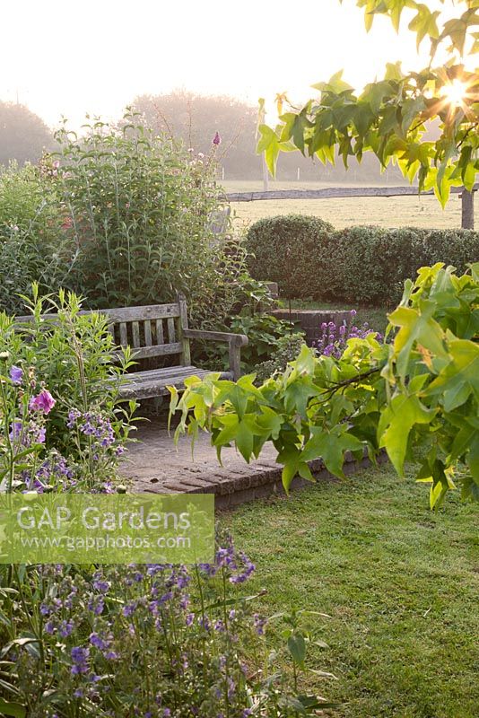 Wooden bench with Acer in country garden at dawn. Bradness Gallery, East Sussex. Owners: Artists Michael Cruickshank and Emma Burnett