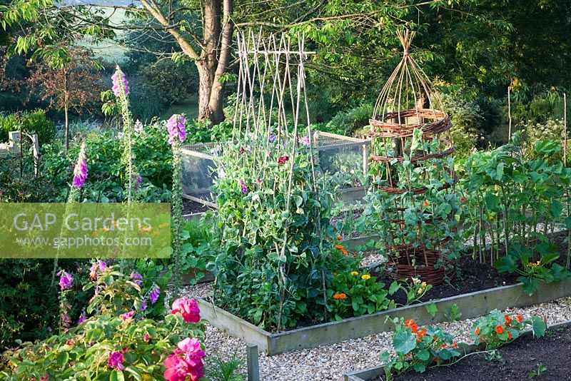 Attractive vegetable garden with raised beds and gravel pathways in summer. Bradness Gallery, East Sussex. Owners: Artists Michael Cruickshank and Emma Burnett