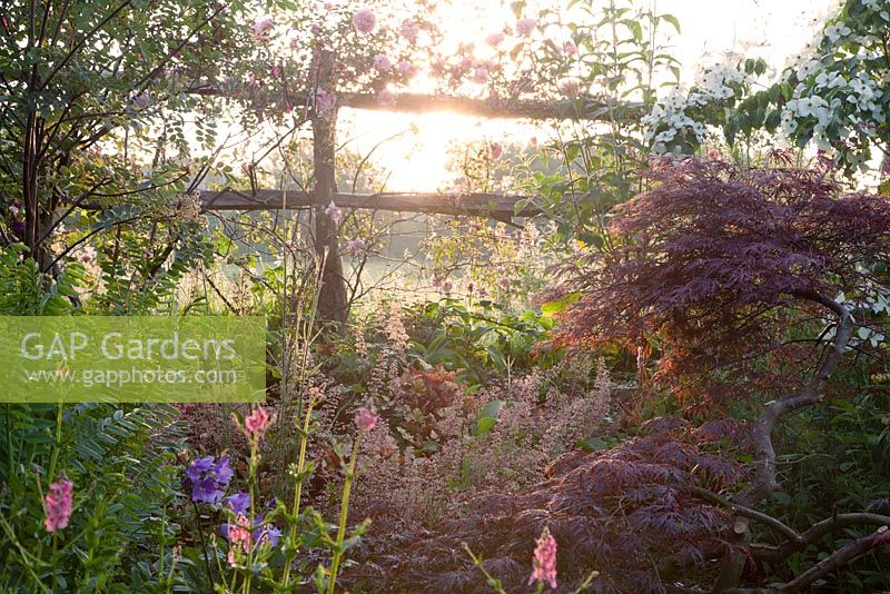 Sunrise through wooden fence with summer border of Acer, Rosa, Cornus - Dogwood and Heuchera. Bradness Gallery, East Sussex. Owners: Artists Michael Cruickshank and Emma Burnett