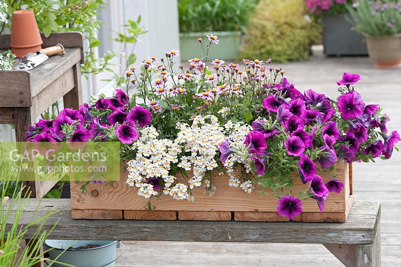 Wooden box planted with Petunia 'Merlot' Bidens 'Little Princess' and Nemesia 'Little Coco' 
