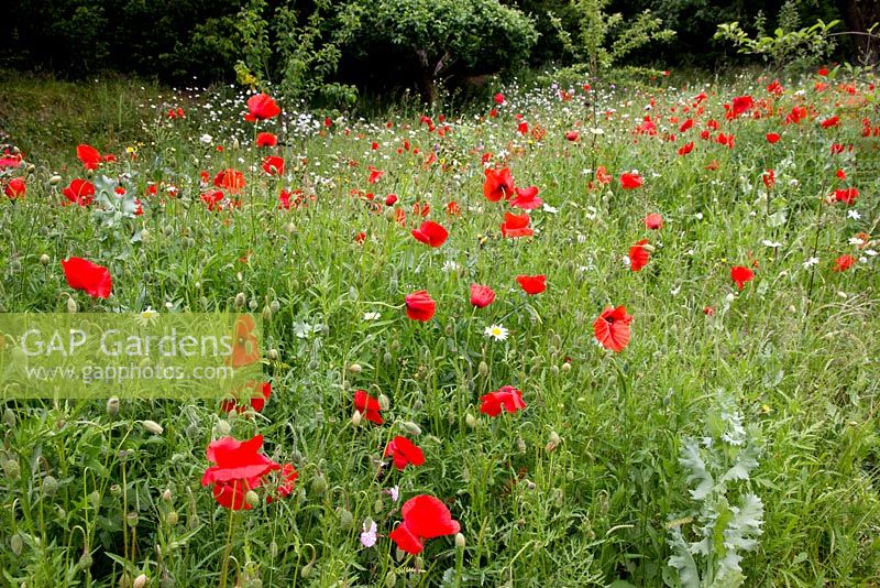 Wild garden, poppies and ox-eye daisies, in orchard