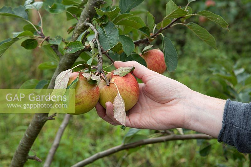 Picking apples, Apple 'James Grieve'
