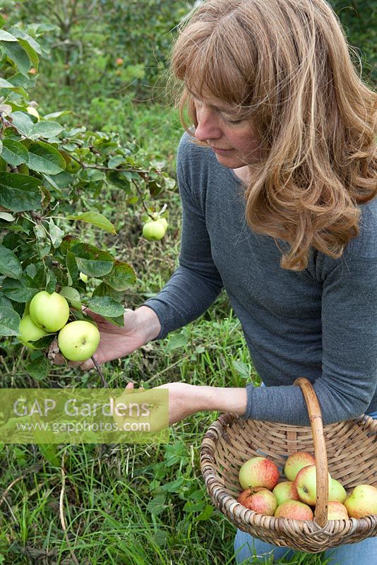 Lady picking apples, Apple 'Grenadier', Malus sp