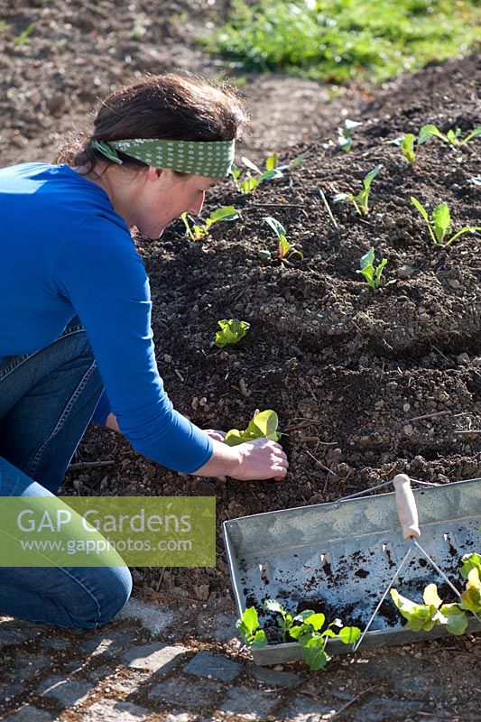 Woman planting vegetables - seedlings of Lactuca, Beta and Brassica