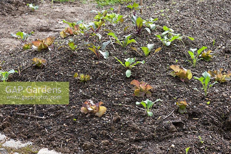 Freshly planted vegetables seedlings of Lactuca and Kohlrabi