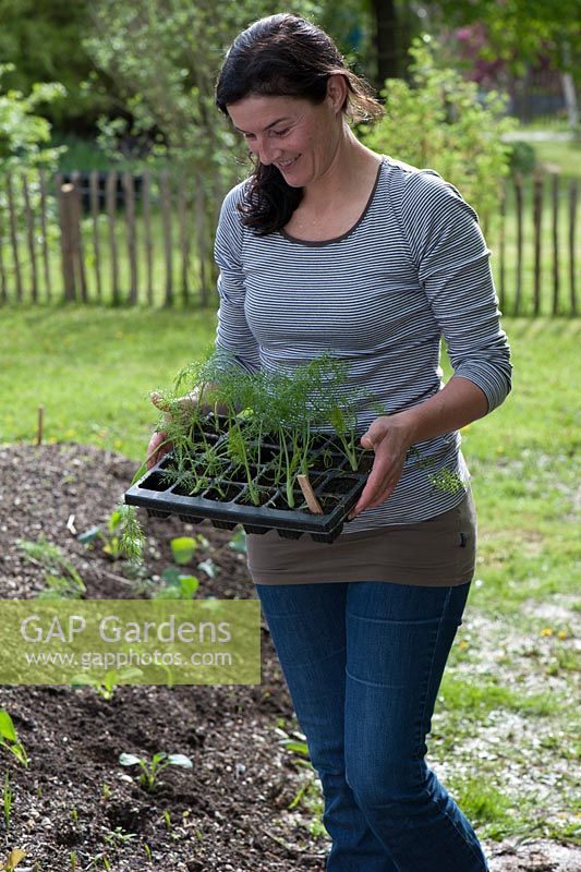 Woman with tray of fennel plants ready for planting - Foeniculum 