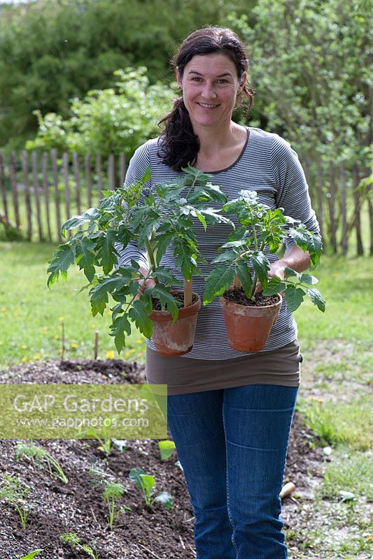 Woman carrying potted tomato seedlings in clay pots