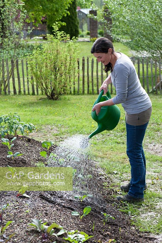 Woman watering vegetables in newly created bed
