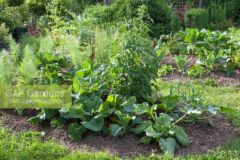 Newly created bed with Lycopersicon - Tomato, Borago - borage, Cucurbita pepo - zucchini, Beta vulgaris - chard and Brassica - cabbage - growth development 